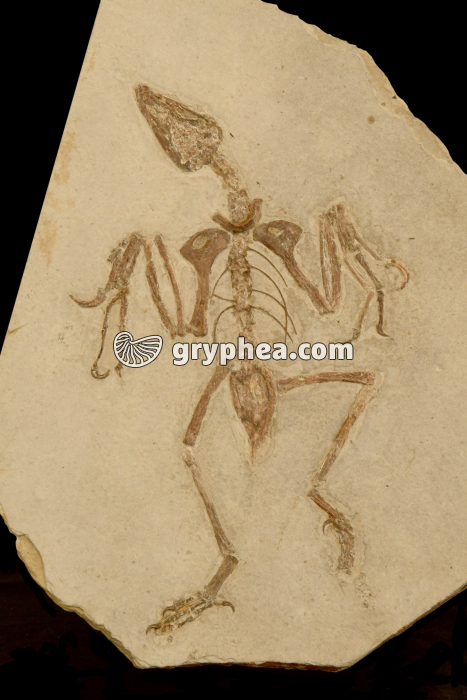 Reptile volant fossilisé - gryphea.org